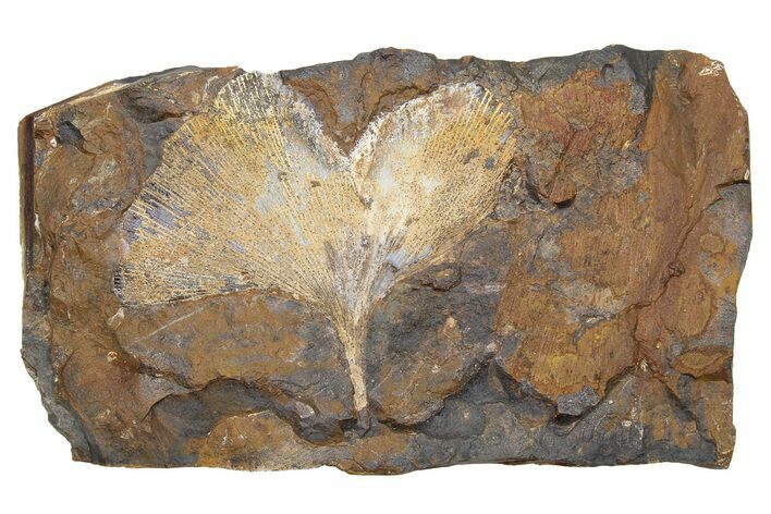 Fossil Ginkgo Leaf From North Dakota - Paleocene #262260